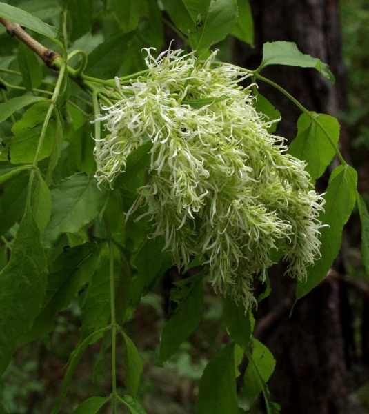 Pflanzenbild gross Manna-Esche - Fraxinus ornus