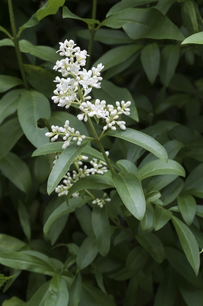 Pflanzenbild gross Gemeiner Liguster - Ligustrum vulgare