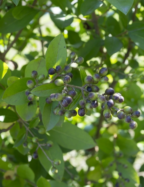 Pflanzenbild gross Gemeiner Liguster - Ligustrum vulgare