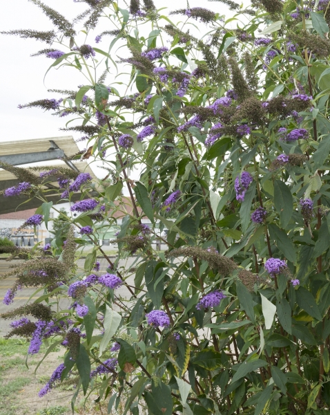 Pflanzenbild gross Schmetterlingsstrauch - Buddleja davidii