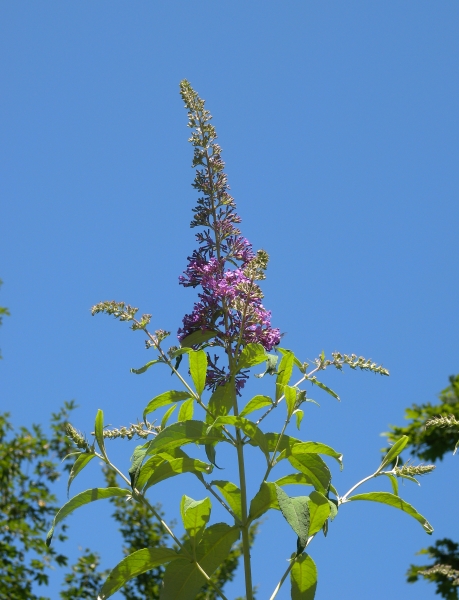 Pflanzenbild gross Schmetterlingsstrauch - Buddleja davidii