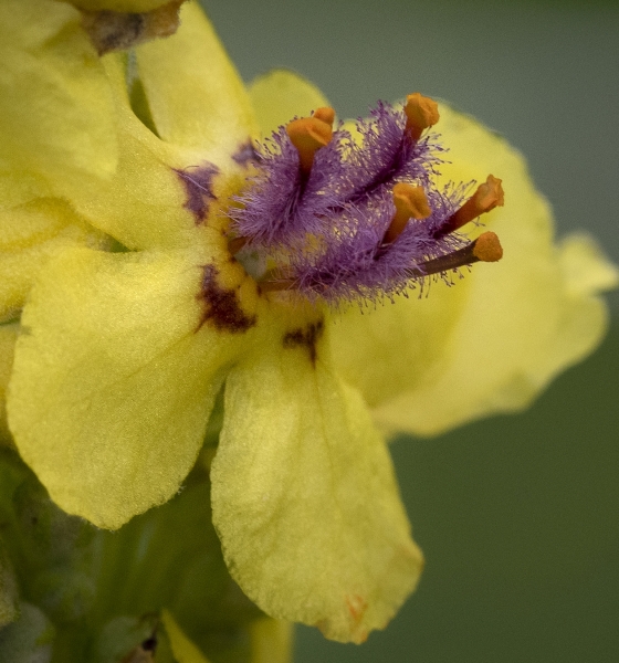 Pflanzenbild gross Dunkle Königskerze - Verbascum nigrum