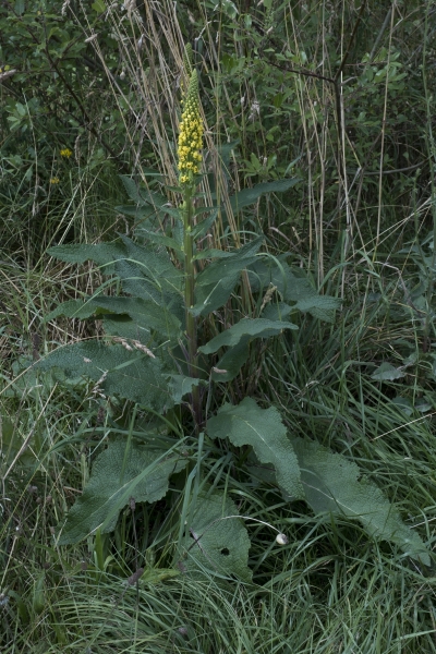 Pflanzenbild gross Dunkle Königskerze - Verbascum nigrum