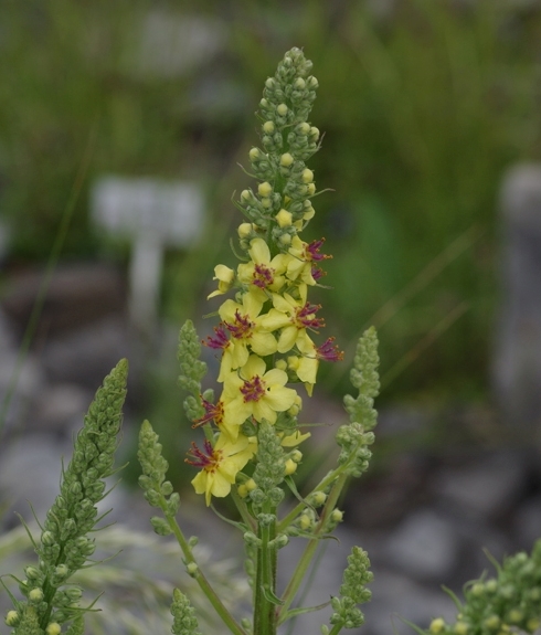 Pflanzenbild gross Dunkle Königskerze - Verbascum nigrum