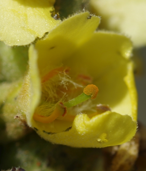 Pflanzenbild gross Kleinblütige Königskerze - Verbascum thapsus