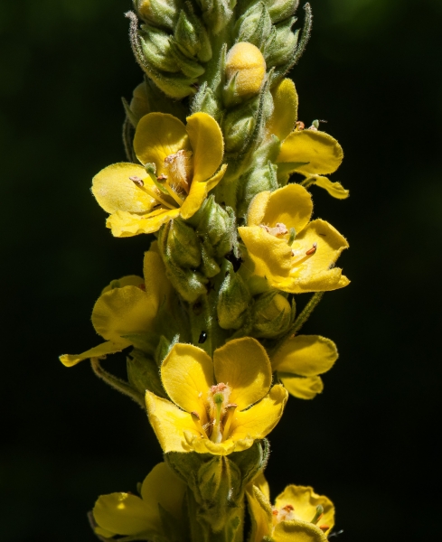 Pflanzenbild gross Kleinblütige Königskerze - Verbascum thapsus