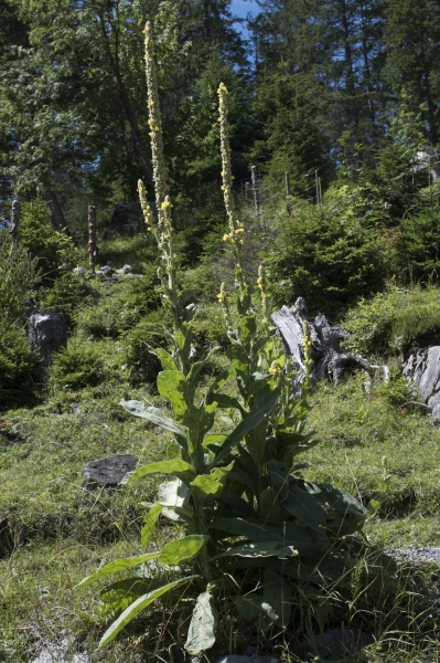 Pflanzenbild gross Kleinblütige Königskerze - Verbascum thapsus