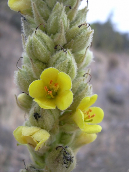 Pflanzenbild gross Kleinblütige Königskerze - Verbascum thapsus