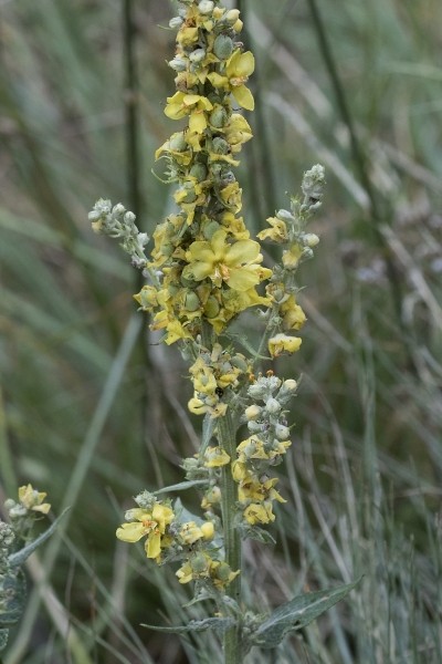 Pflanzenbild gross Lampen-Königskerze - Verbascum lychnitis