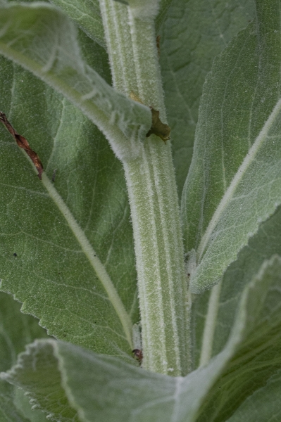 Pflanzenbild gross Lampen-Königskerze - Verbascum lychnitis