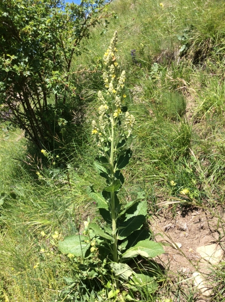 Pflanzenbild gross Lampen-Königskerze - Verbascum lychnitis