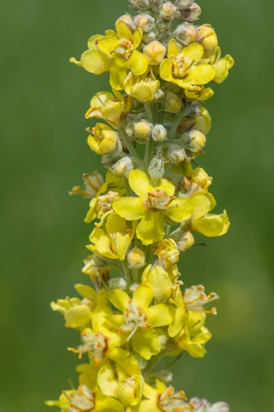 Pflanzenbild gross Lampen-Königskerze - Verbascum lychnitis