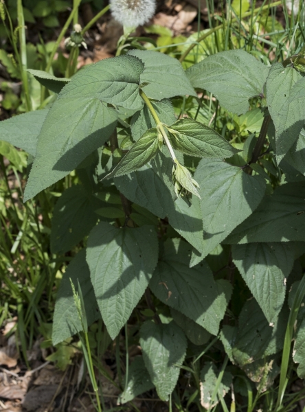 Pflanzenbild gross Knotige Braunwurz - Scrophularia nodosa