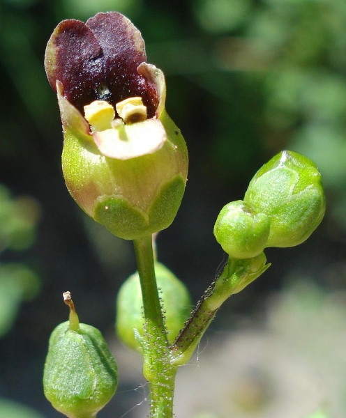 Pflanzenbild gross Knotige Braunwurz - Scrophularia nodosa