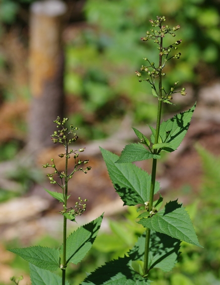 Pflanzenbild gross Knotige Braunwurz - Scrophularia nodosa