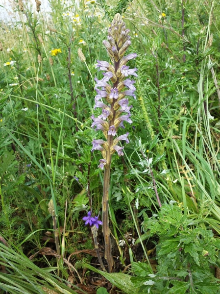 Pflanzenbild gross Violetter Würger - Orobanche purpurea