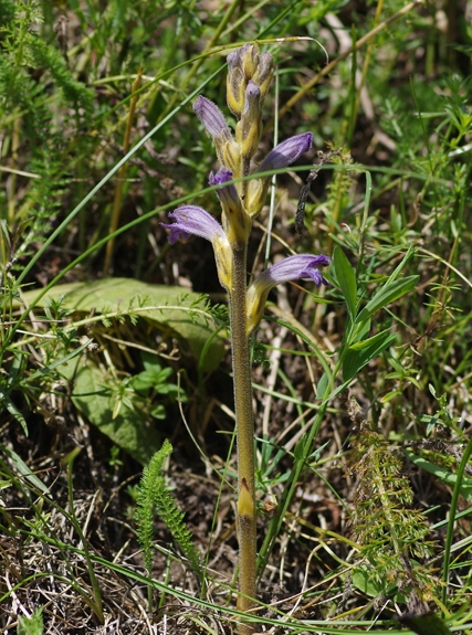 Pflanzenbild gross Violetter Würger - Orobanche purpurea