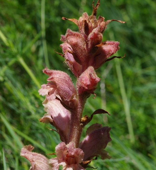 Pflanzenbild gross Violetter Würger - Orobanche purpurea