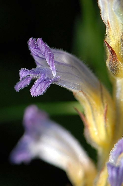 Pflanzenbild gross Violetter Würger - Orobanche purpurea