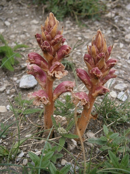 Pflanzenbild gross Thymian-Würger - Orobanche alba