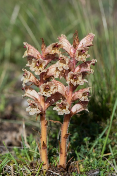 Pflanzenbild gross Thymian-Würger - Orobanche alba