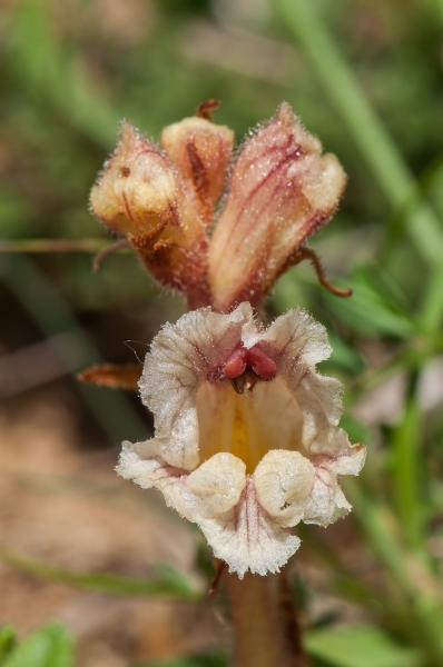 Pflanzenbild gross Thymian-Würger - Orobanche alba
