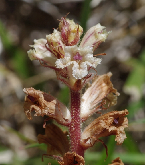 Pflanzenbild gross Thymian-Würger - Orobanche alba