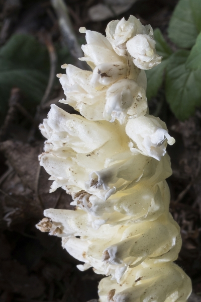 Pflanzenbild gross Schuppenwurz - Lathraea squamaria