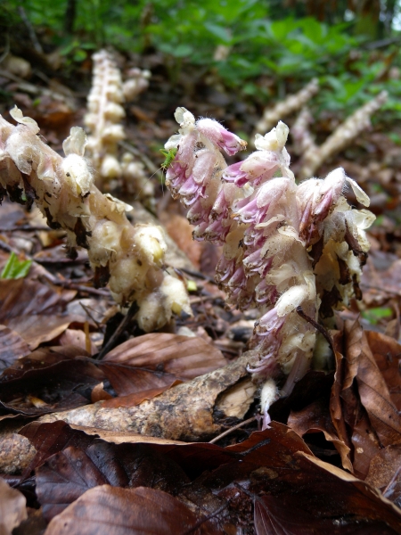 Pflanzenbild gross Schuppenwurz - Lathraea squamaria