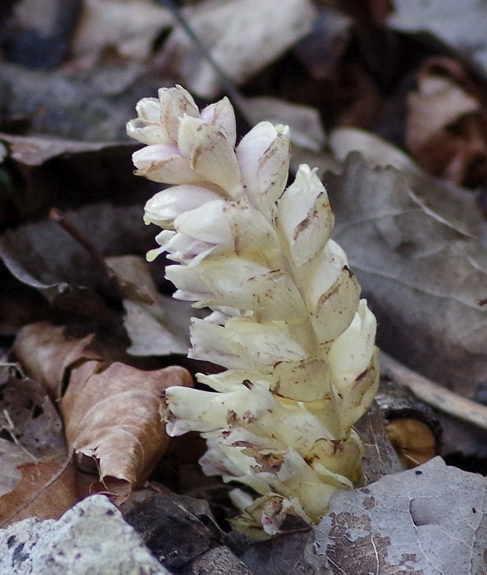 Pflanzenbild gross Schuppenwurz - Lathraea squamaria