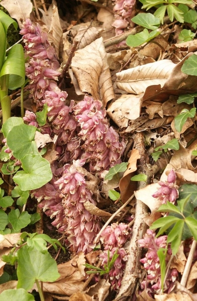 Pflanzenbild gross Schuppenwurz - Lathraea squamaria