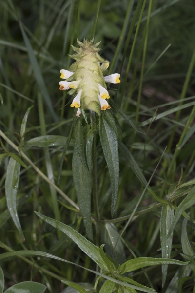Pflanzenbild gross Kamm-Wachtelweizen - Melampyrum cristatum