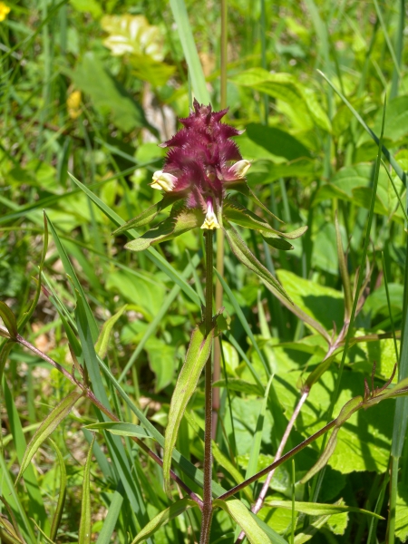 Pflanzenbild gross Kamm-Wachtelweizen - Melampyrum cristatum