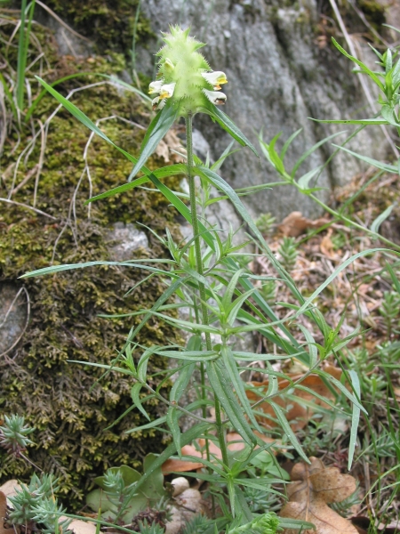 Pflanzenbild gross Kamm-Wachtelweizen - Melampyrum cristatum