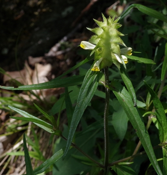 Pflanzenbild gross Kamm-Wachtelweizen - Melampyrum cristatum