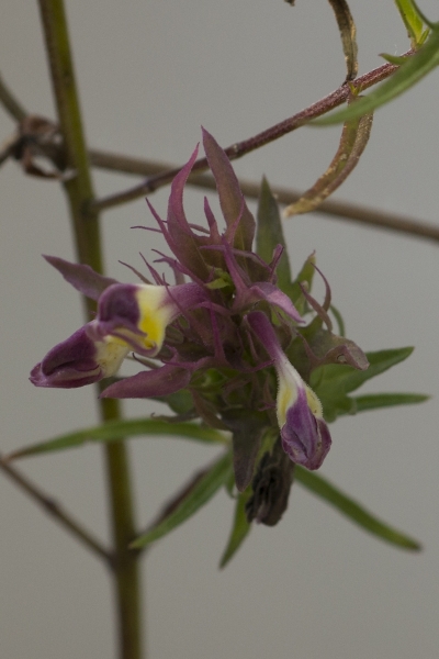 Pflanzenbild gross Acker-Wachtelweizen - Melampyrum arvense