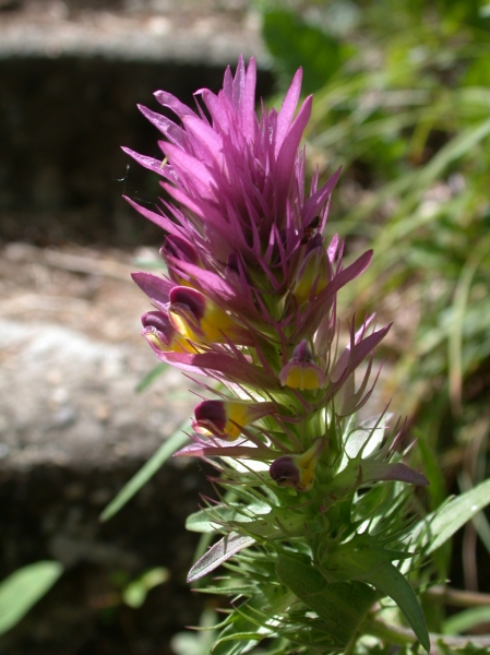 Pflanzenbild gross Acker-Wachtelweizen - Melampyrum arvense