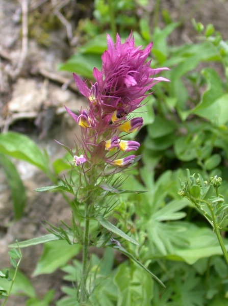 Pflanzenbild gross Acker-Wachtelweizen - Melampyrum arvense