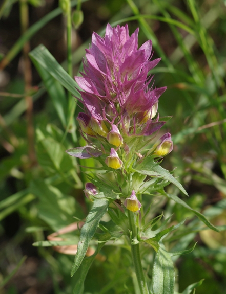 Pflanzenbild gross Acker-Wachtelweizen - Melampyrum arvense