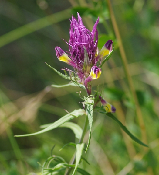 Pflanzenbild gross Acker-Wachtelweizen - Melampyrum arvense