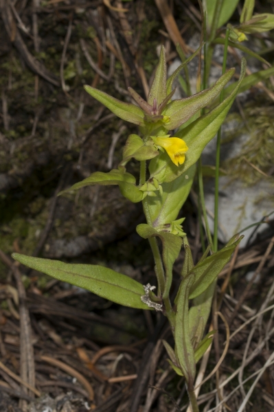 Pflanzenbild gross Wald-Wachtelweizen - Melampyrum sylvaticum