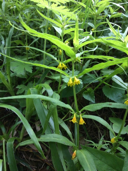 Pflanzenbild gross Wald-Wachtelweizen - Melampyrum sylvaticum