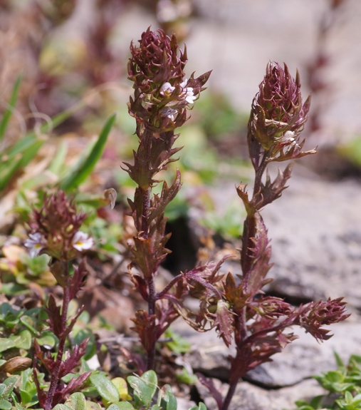 Pflanzenbild gross Salzburger Augentrost - Euphrasia salisburgensis