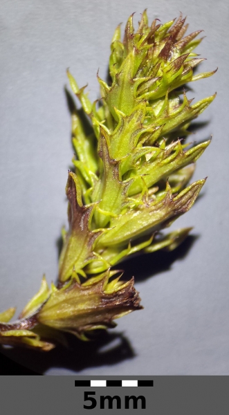 Pflanzenbild gross Salzburger Augentrost - Euphrasia salisburgensis