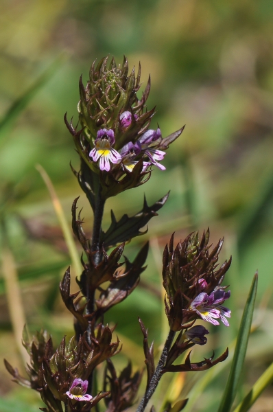 Pflanzenbild gross Salzburger Augentrost - Euphrasia salisburgensis