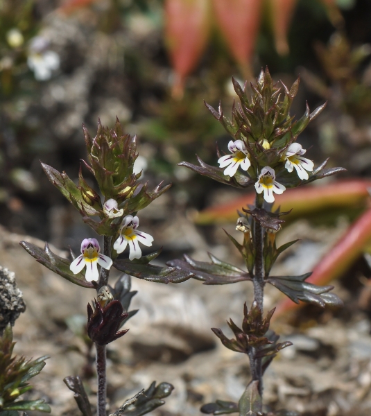 Pflanzenbild gross Salzburger Augentrost - Euphrasia salisburgensis