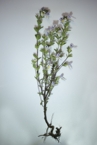 Pflanzenbild gross Wiesen-Augentrost - Euphrasia rostkoviana