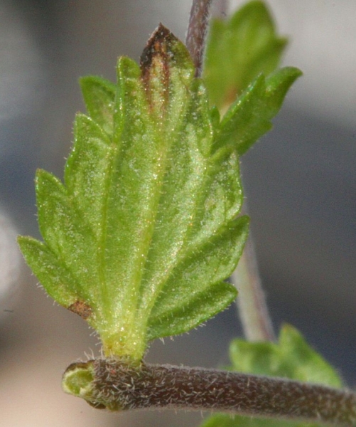 Pflanzenbild gross Wiesen-Augentrost - Euphrasia rostkoviana