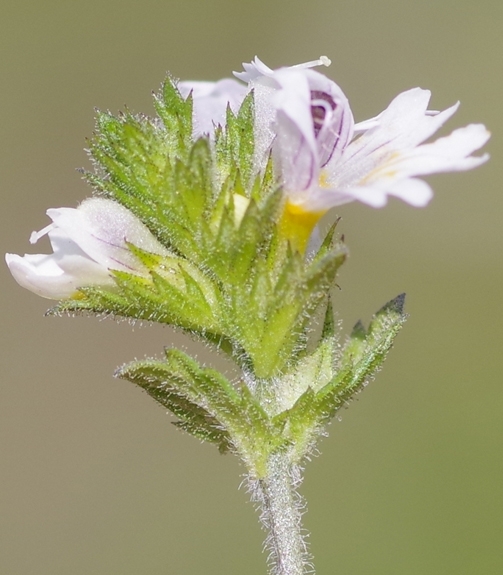 Pflanzenbild gross Wiesen-Augentrost - Euphrasia rostkoviana