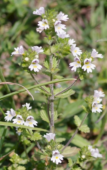 Pflanzenbild gross Wiesen-Augentrost - Euphrasia rostkoviana